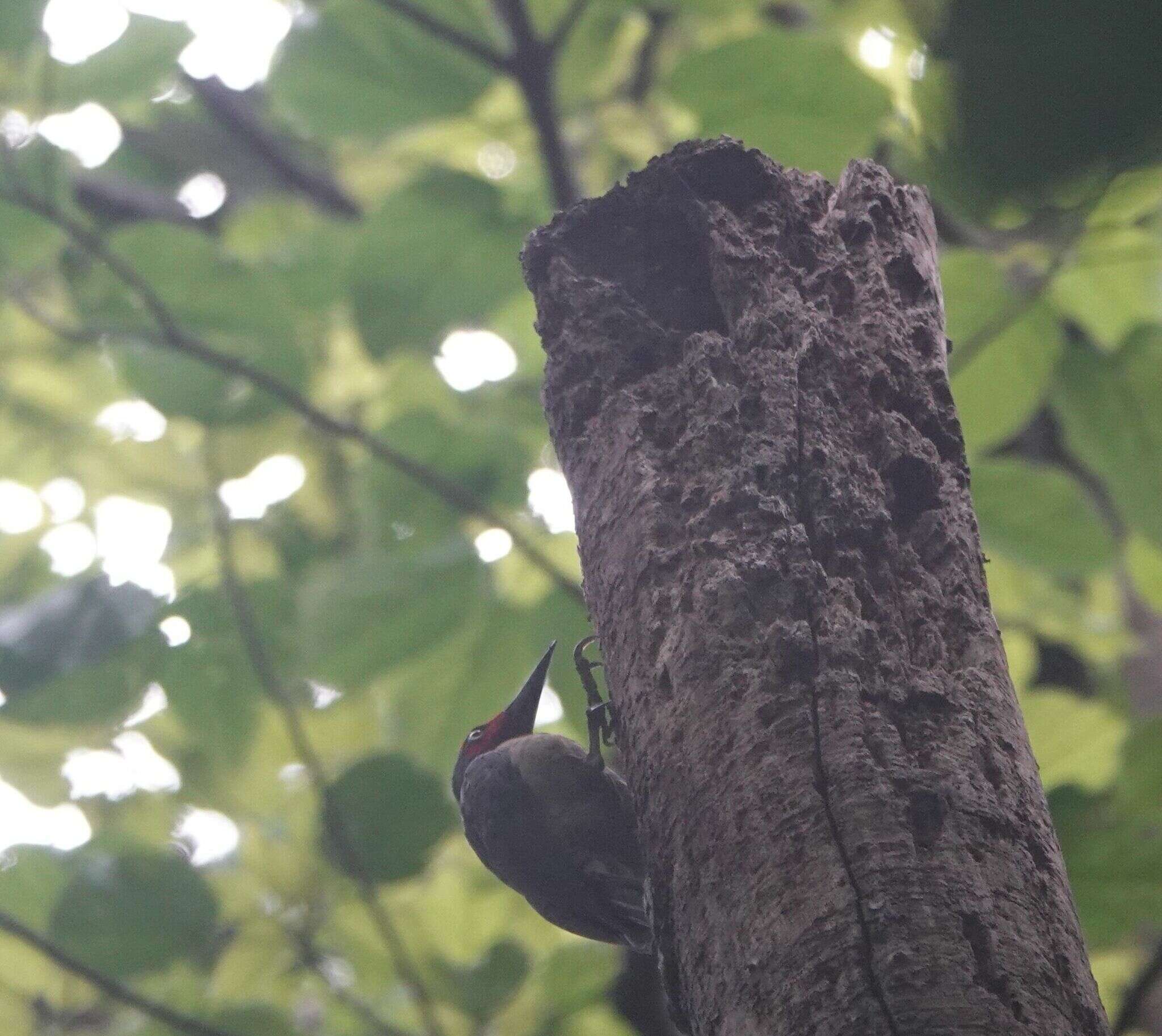 Image of Ashy Woodpecker