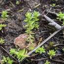 Image of Crassula sieberiana subsp. tetramera H. R. Tölken