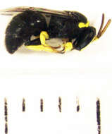 Plancia ëd Hylaeus euxanthus (Cockerell 1910)