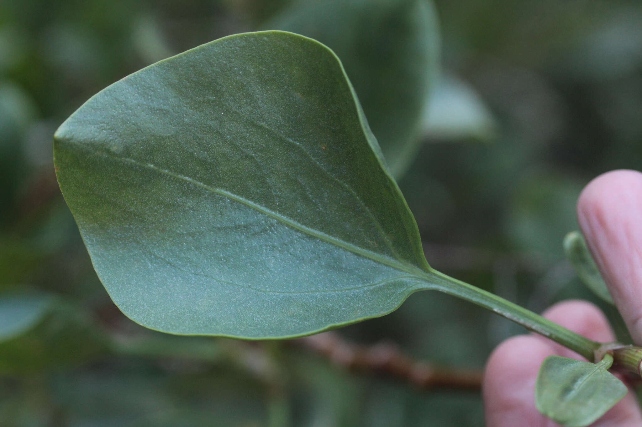 Imagem de Rumex lunaria L.