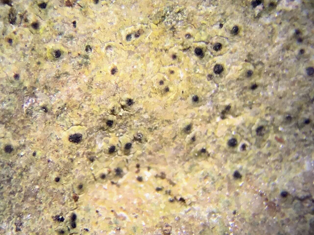 Image of protothelenella lichen