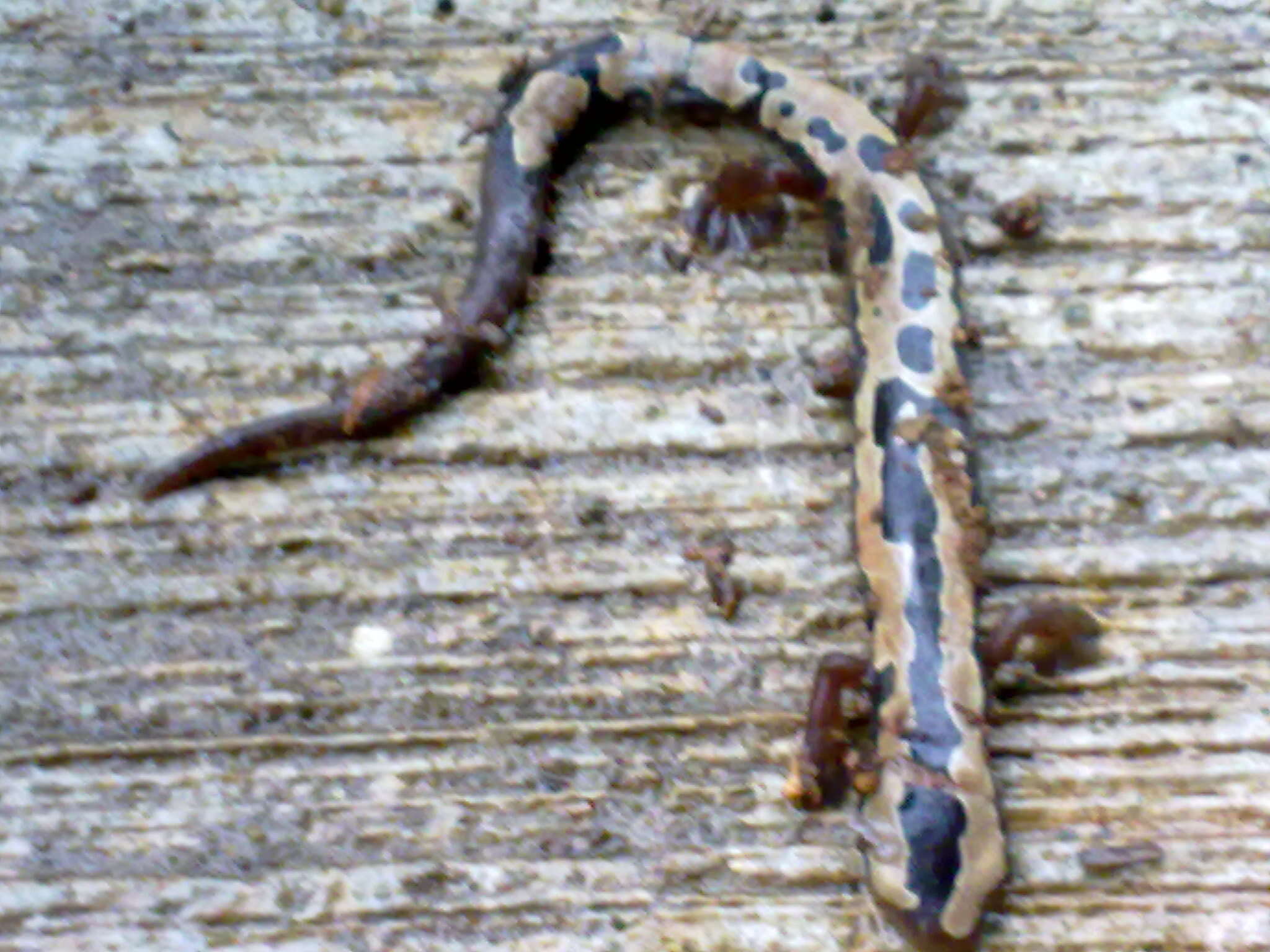 Image of Bolitoglossa flaviventris (Schmidt 1936)