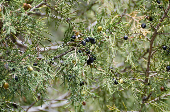 صورة Juniperus indica Bertol.