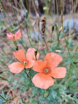 Image of Papaver fugax Poir.