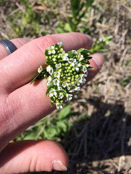 Image of field pennycress