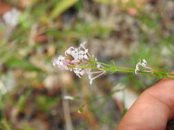 Plancia ëd Asperula hirsuta Desf.