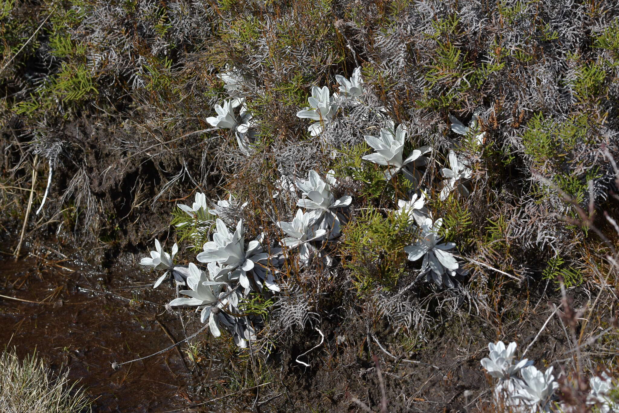 Image of white mountain daisy