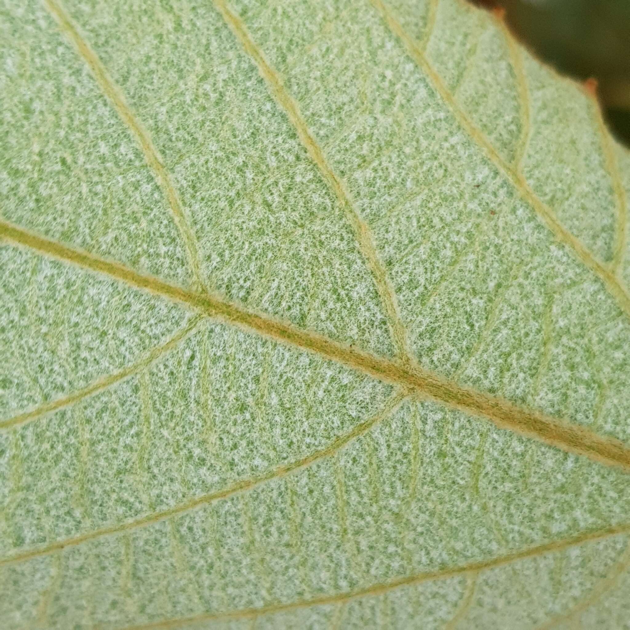 Plancia ëd Ampelocissus elegans (Kurz) Gagnepain