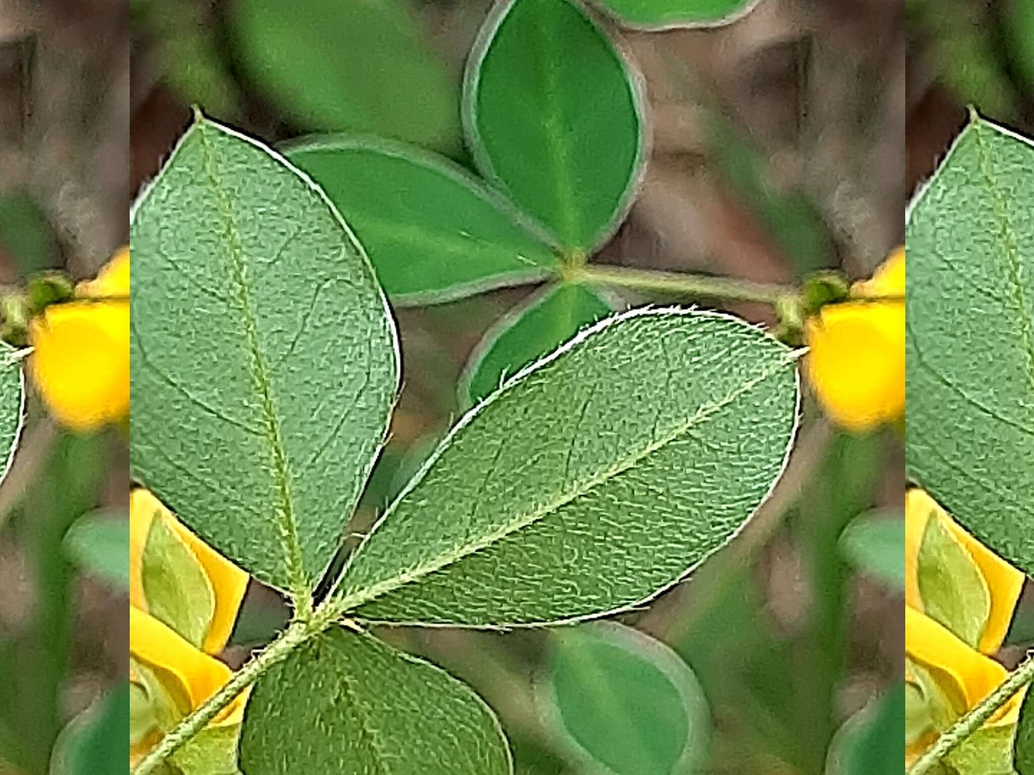 Слика од Argyrolobium tomentosum (Andrews) Druce