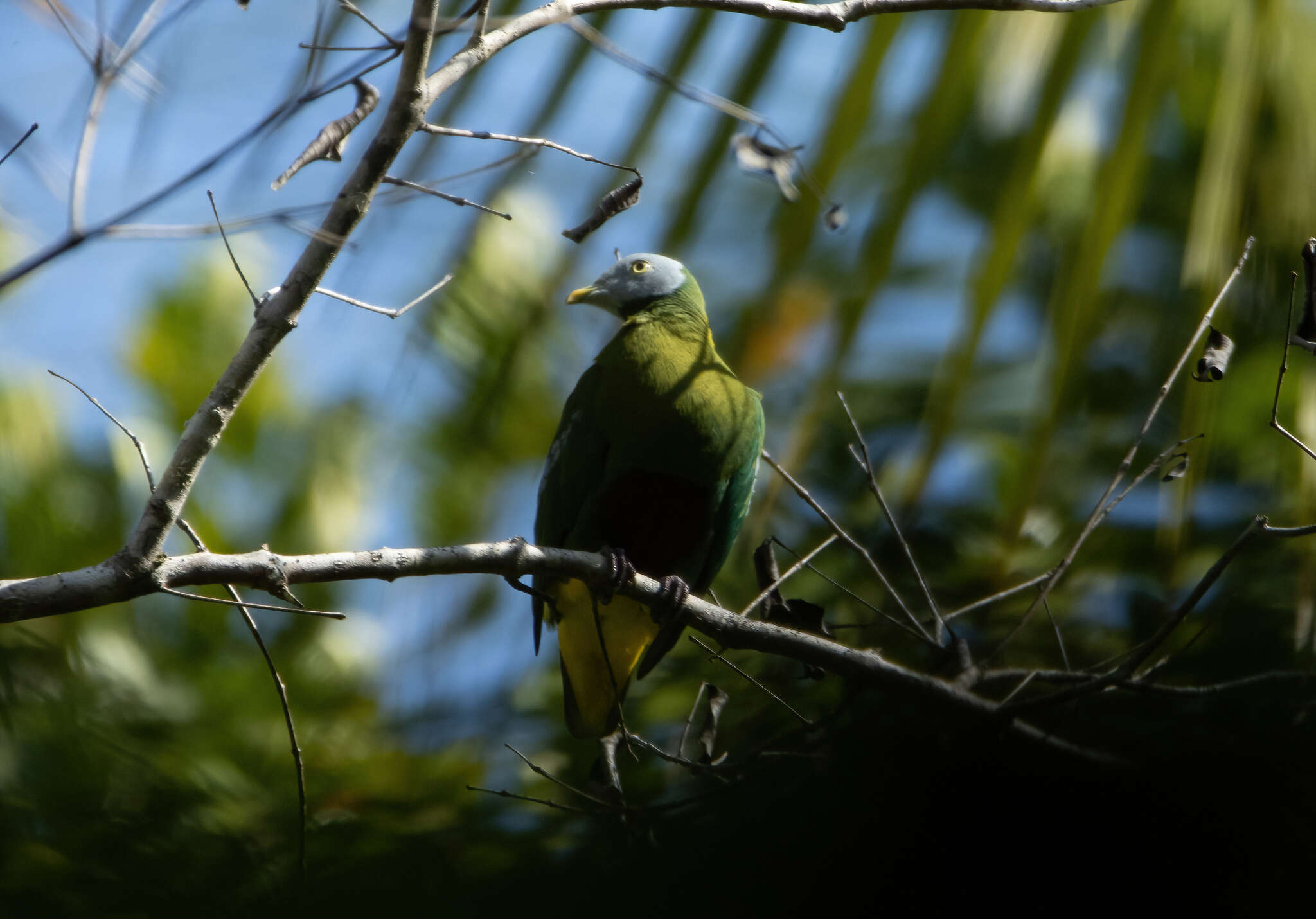 Image of Grey-headed Fruit Dove