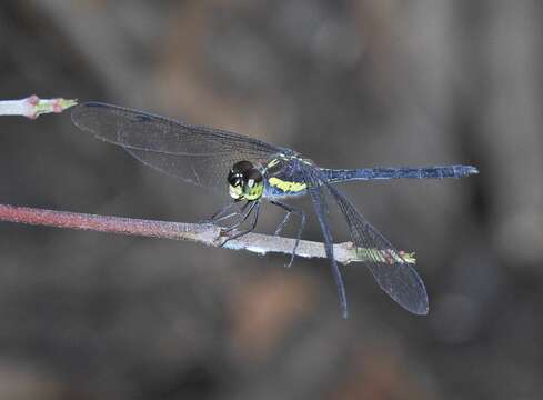 Image of <i>Agrionoptera longitudinalis biserialis</i> Selys 1879