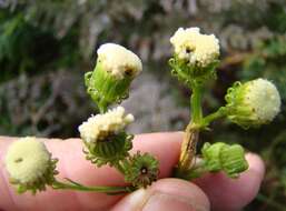 Image of Senecio paniculatus Berg.