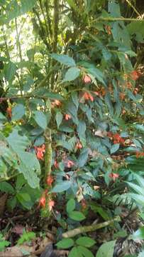 Image of Begonia rossmanniae A. DC.