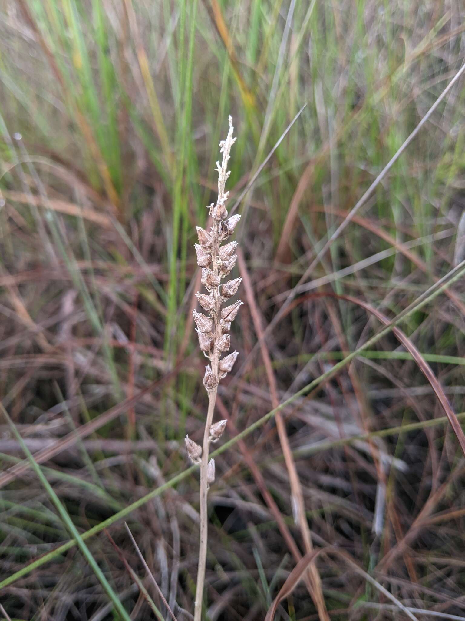 Слика од Aletris bracteata Northr.