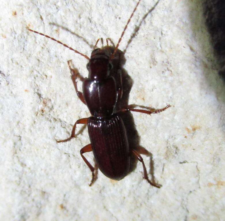 Image of Stenomorphus californicus (Ménétriés 1843)