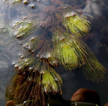 Image of Ceratophyllum demersum var. demersum