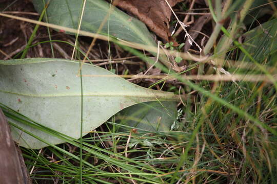 Image de Limonium sareptanum (A. Becker) Gams