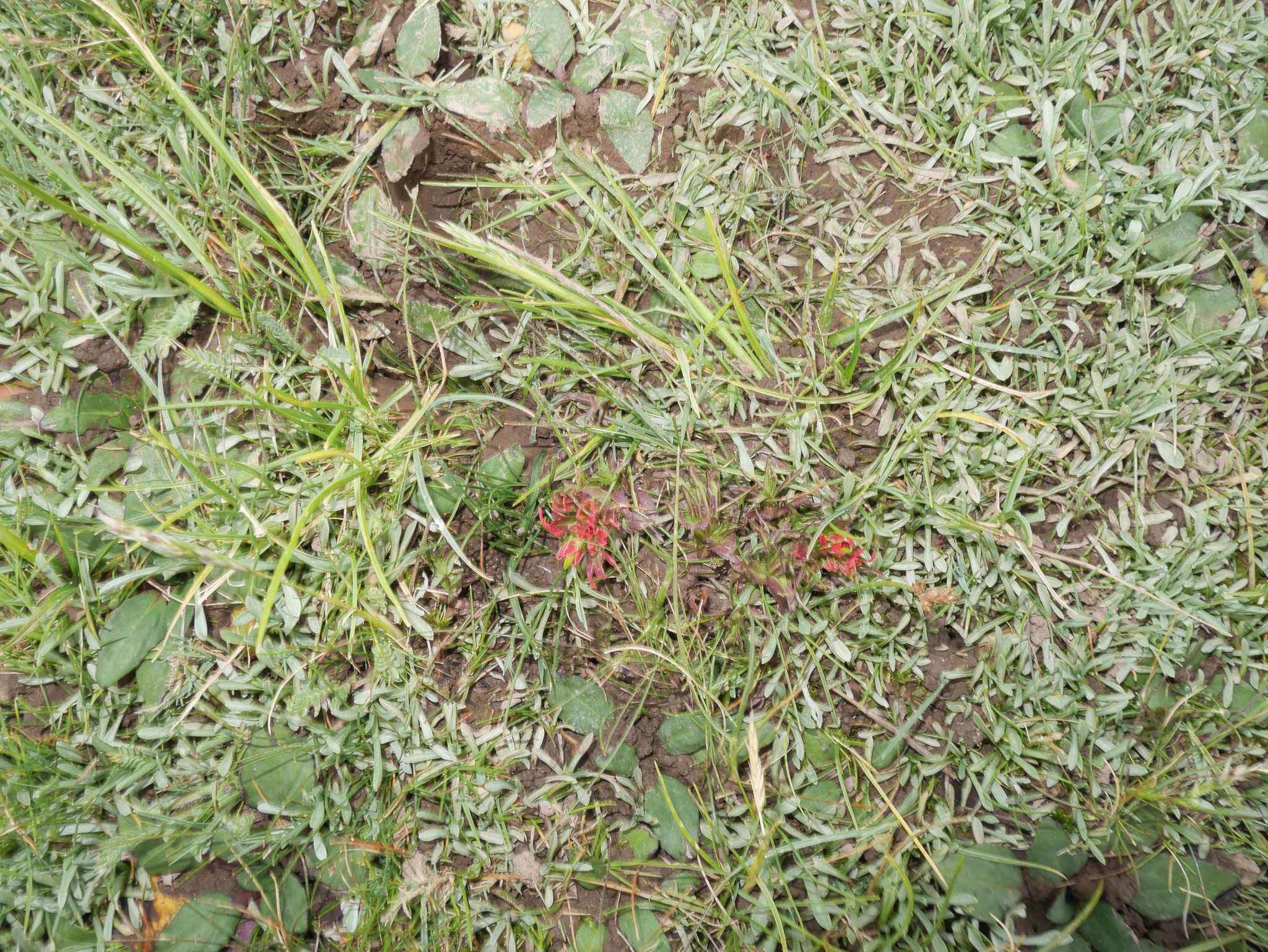 Image of Castilleja pumila (Benth.) Weddell