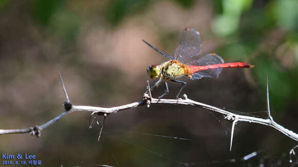 Image of Sympetrum eroticum (Selys 1883)