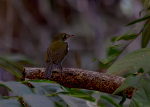 Imagem de Corythopis Sundevall 1836