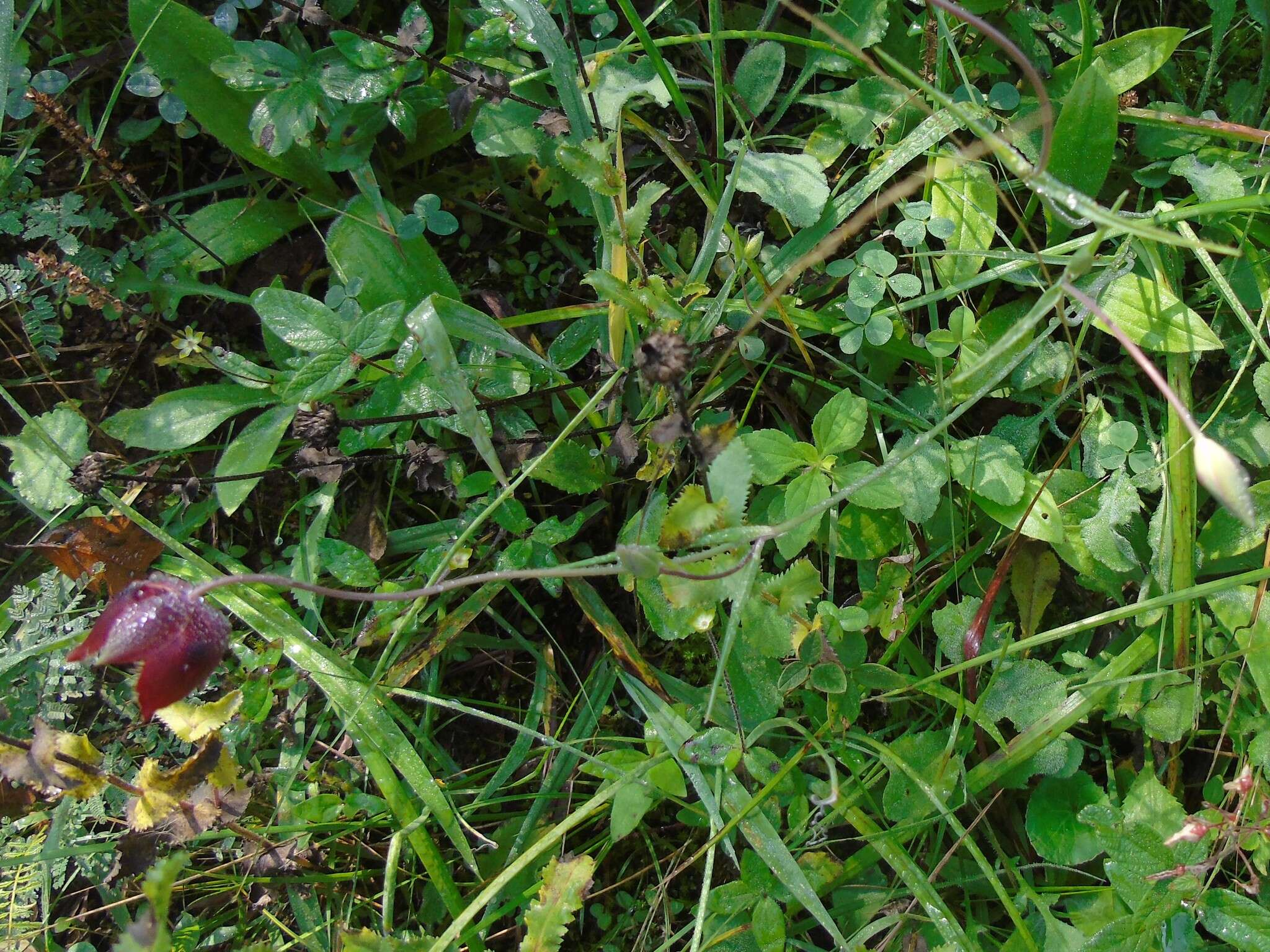 Image of Calochortus marcellae G. L. Nesom