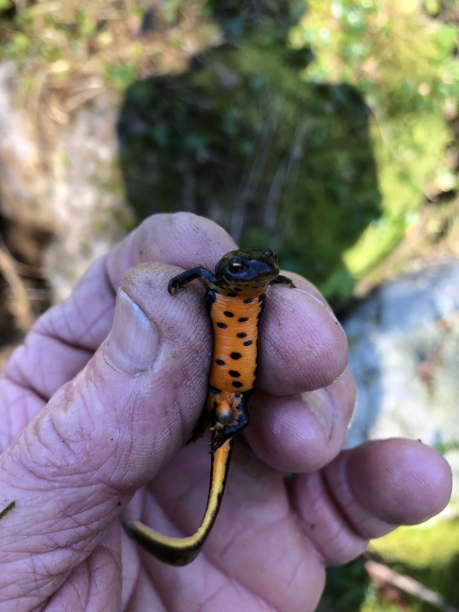 Image of Bosca's Newt