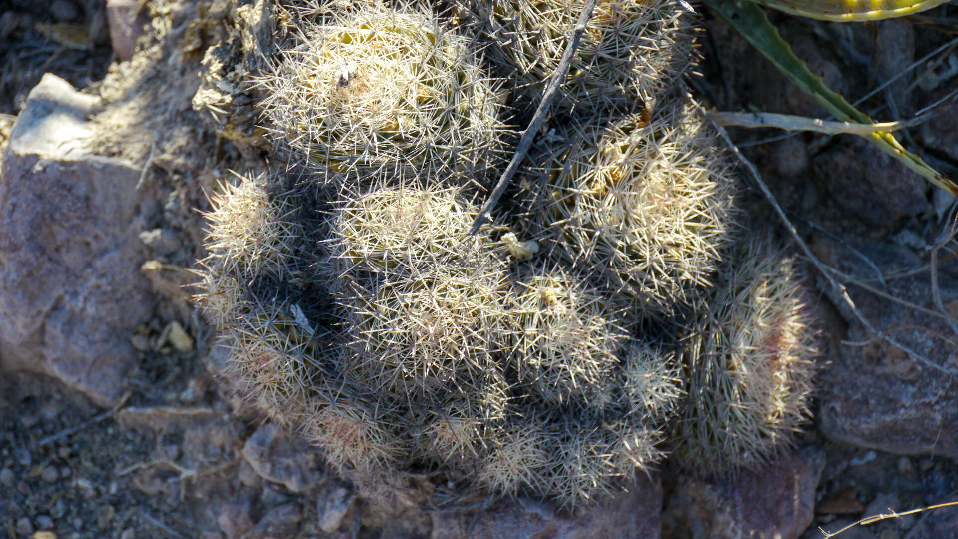 Image de Mammillaria johnstonii Orcutt