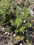 Image of Rough False Hedge-Nettle