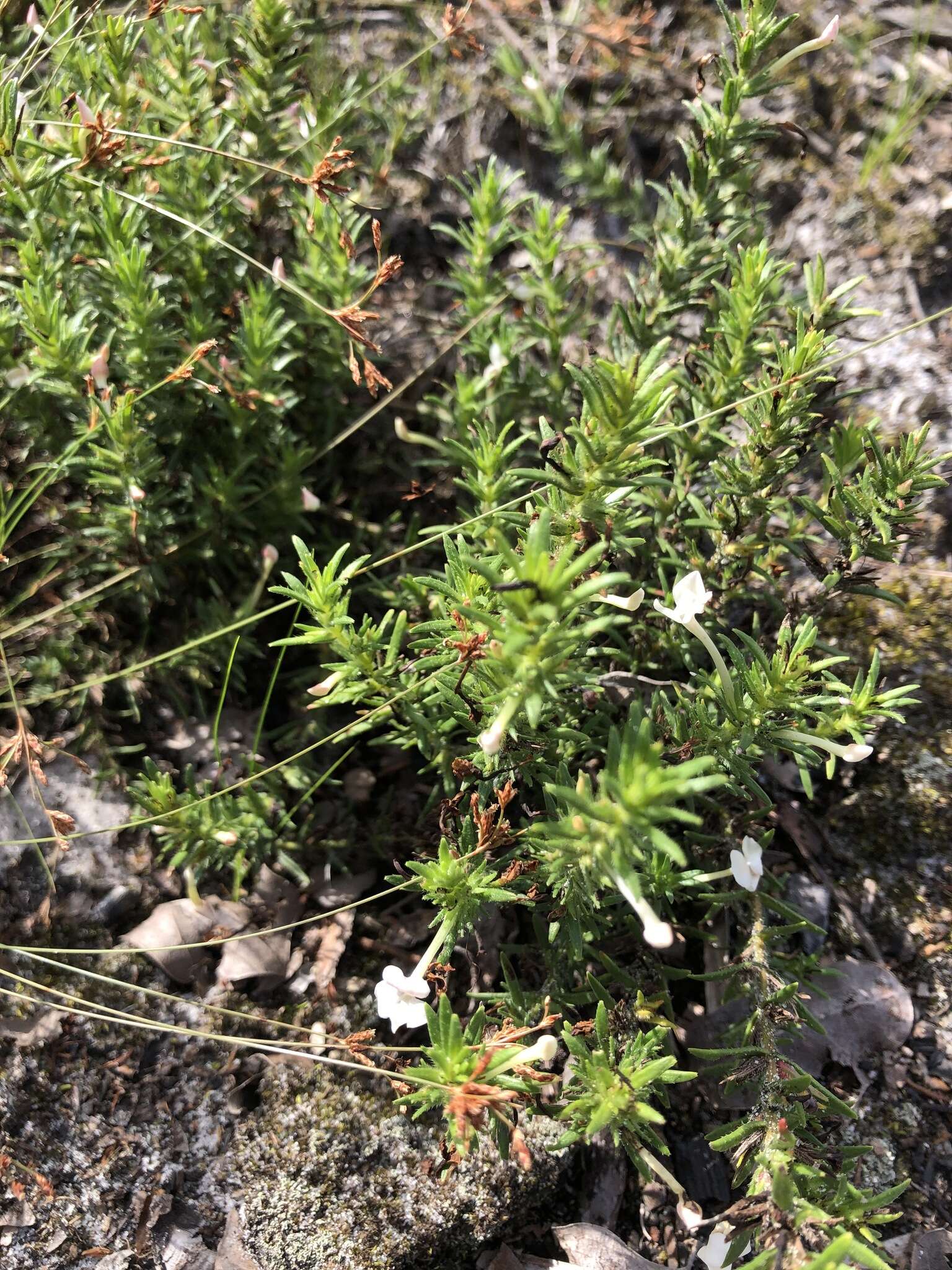 Image of Rough False Hedge-Nettle