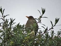 Turdus chiguanco d'Orbigny & Lafresnaye 1837 resmi