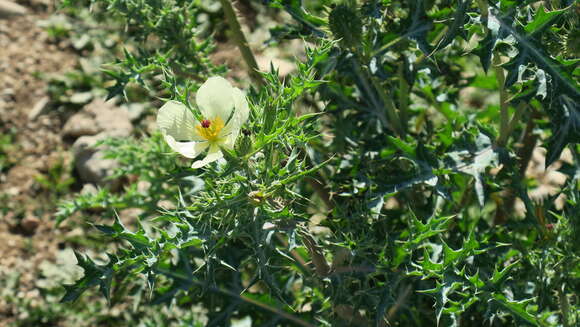 Image of Argemone ochroleuca subsp. ochroleuca