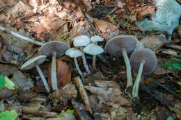 Mycena pelianthina (Fr.) Quél. 1872 resmi