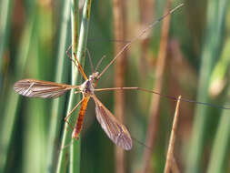 Image of Angarotipula illustris (Doane 1901)