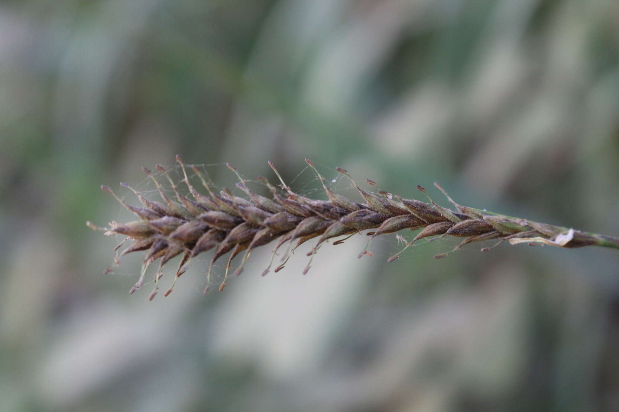 Image of Carex salticola J. R. Starr