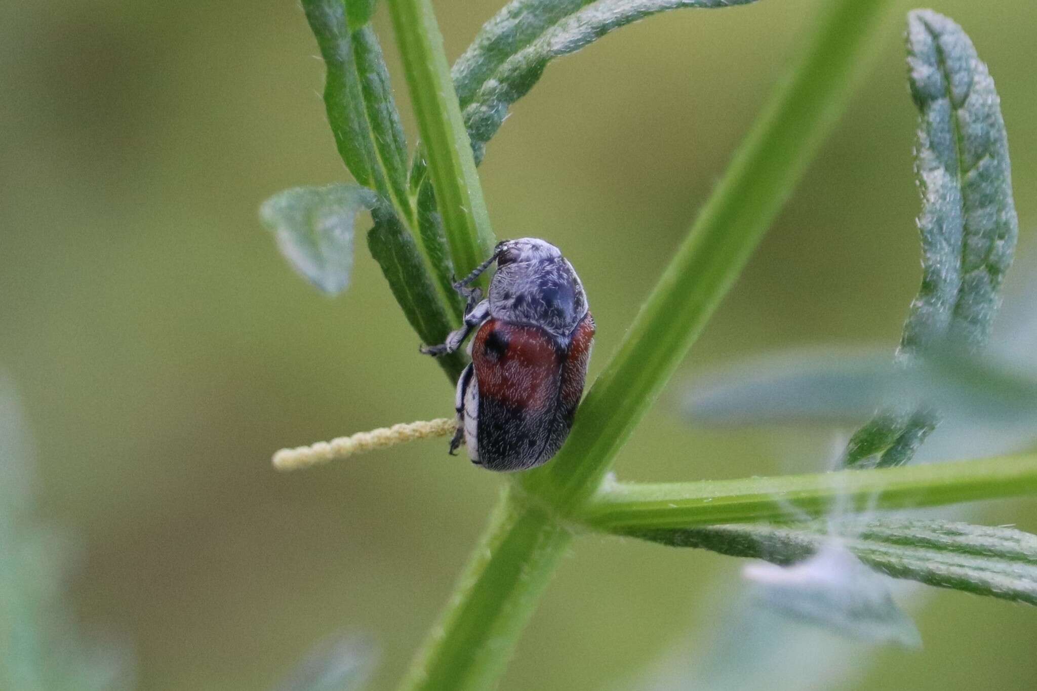 صورة Megalostomis (Pygidiocarina) dimidiata Lacordaire 1848