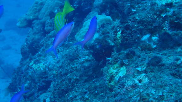 Image of Amethyst anthias