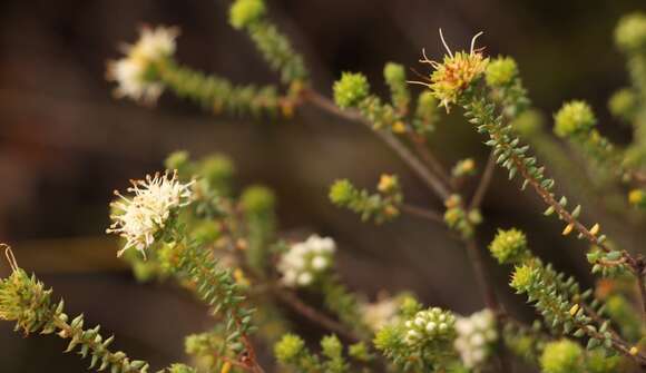 Image of Agathosma apiculata E. Mey. ex Bartl. & Wendl. fil.