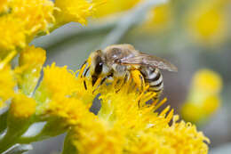 Image of Colletes moricei Saunders 1904