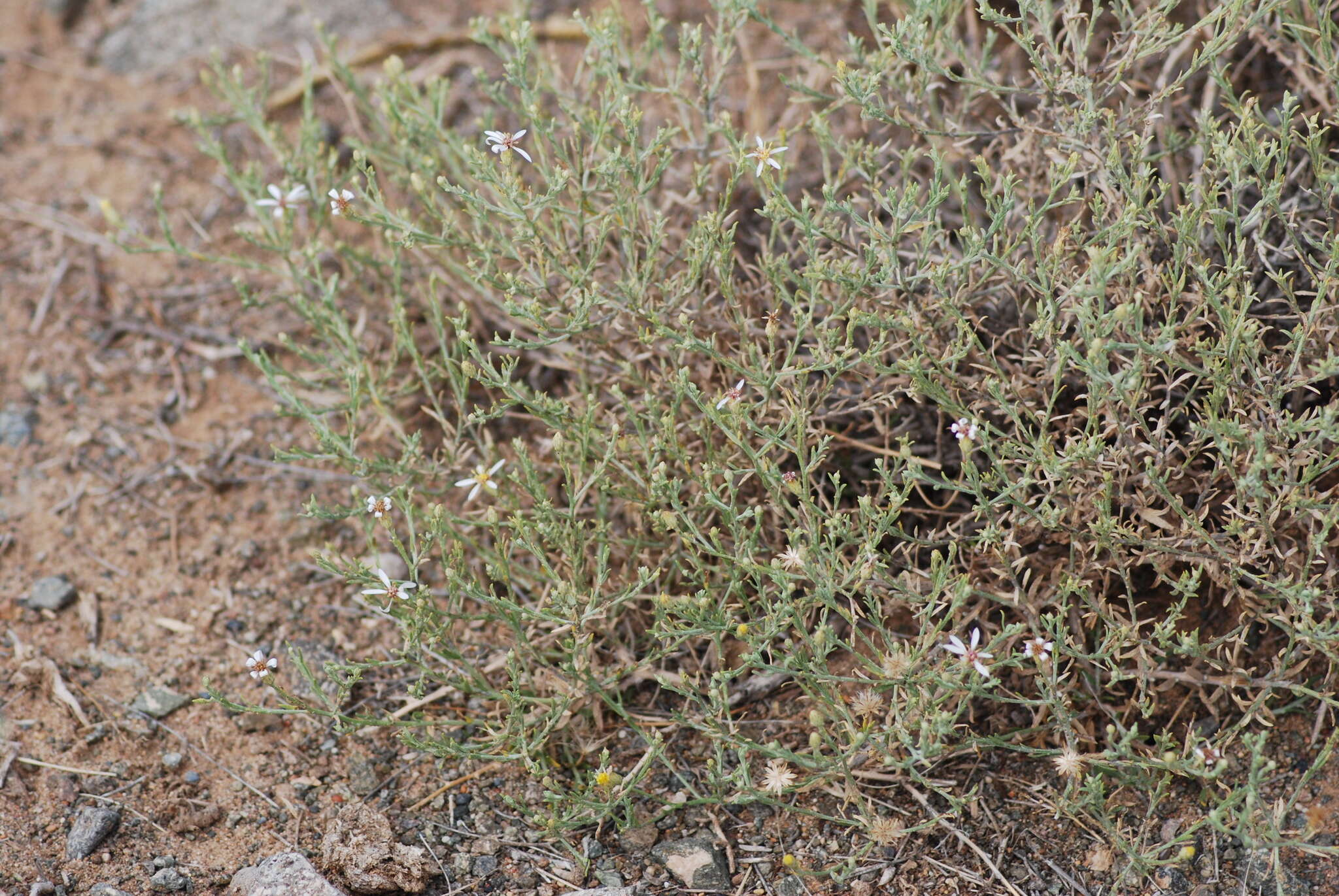 Image of Asterothamnus centraliasiaticus Novopokr.