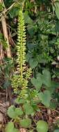 Image of Horizontal navelwort