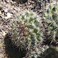 Image de Mammillaria discolor Haw.