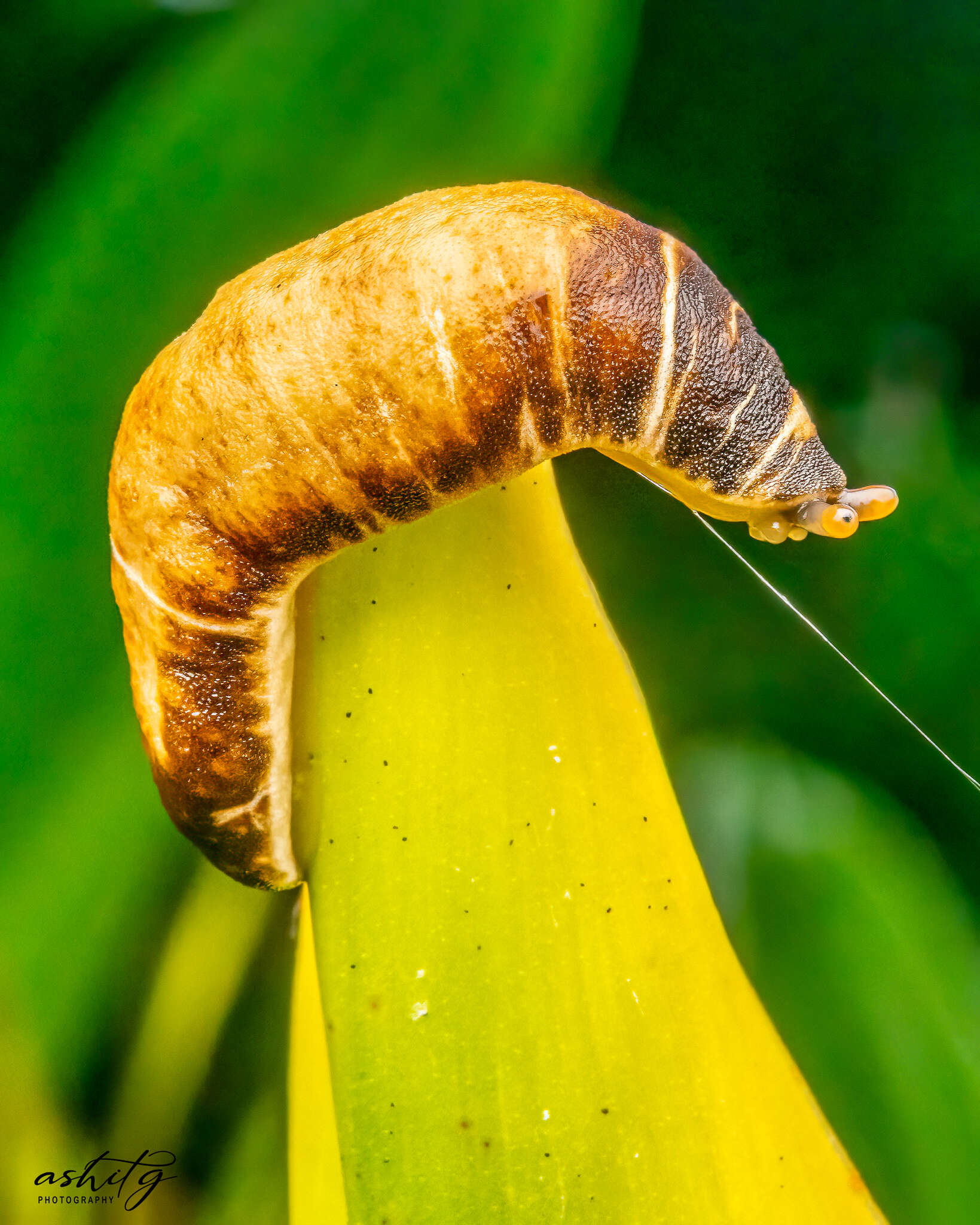 Image of Caterpillar slug