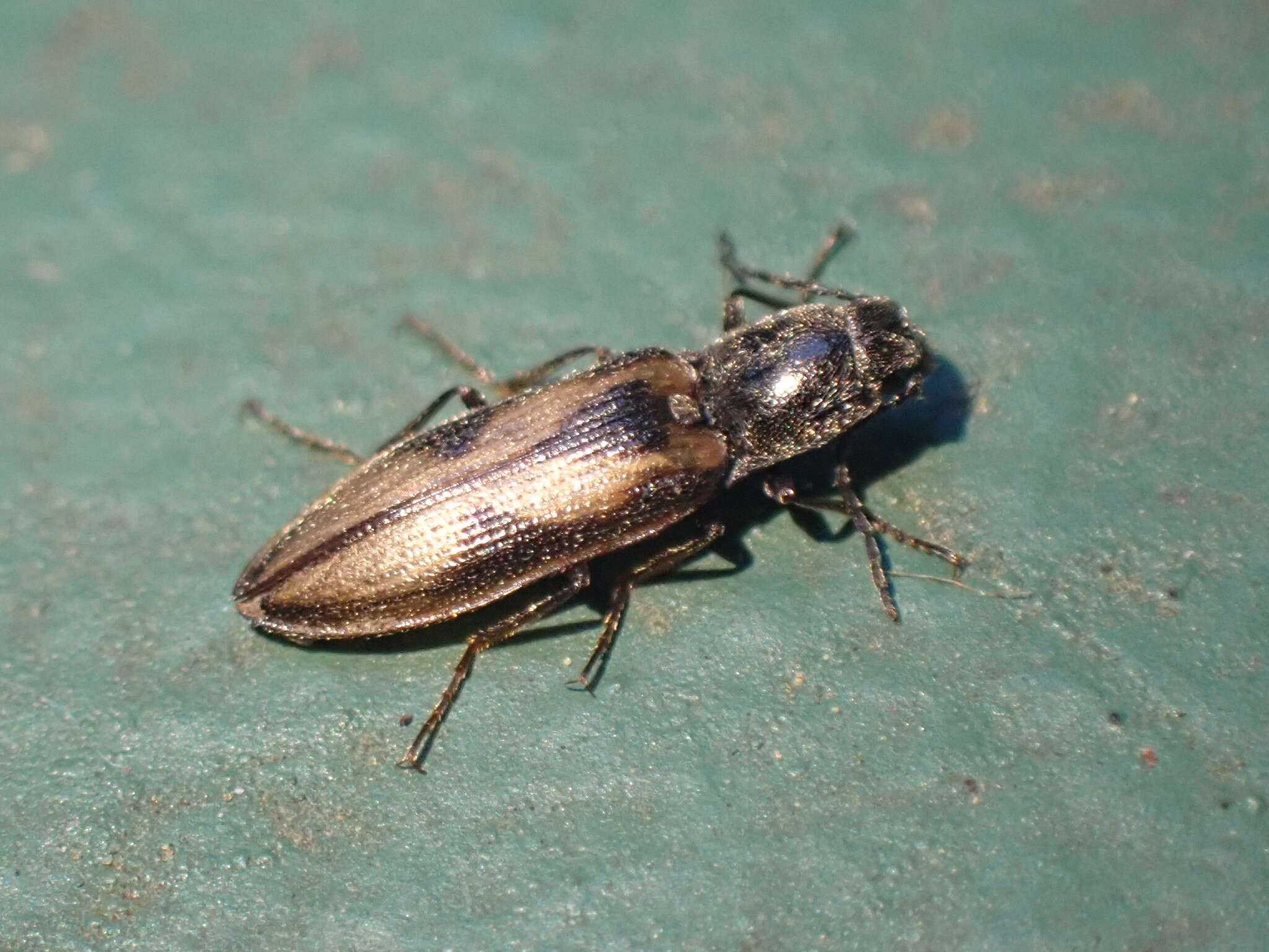 Image of <i>Liotrichus umbripennis</i>