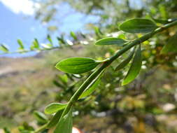 Image of Chacaya trinervis (Gillies ex Hook.) Escalante