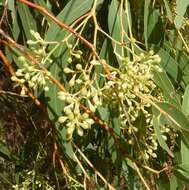 Image of Pink Gum