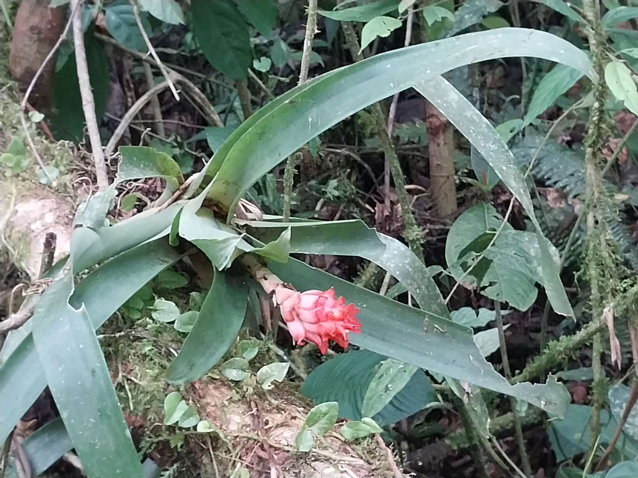 صورة Guzmania osyana (É. Morren) Mez