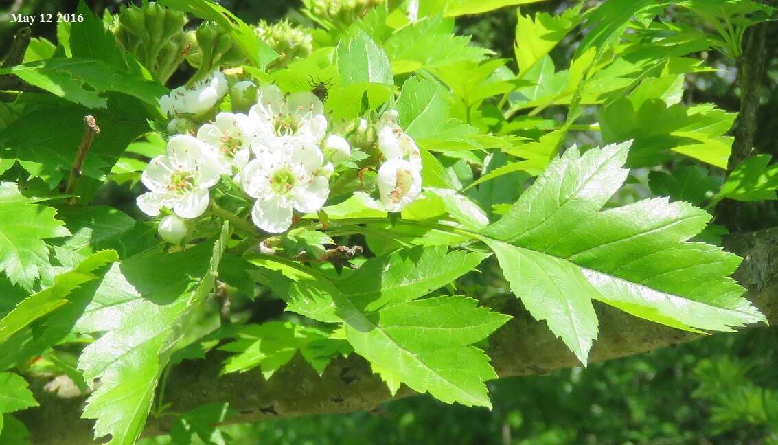 Image of Chinese Hawthorn