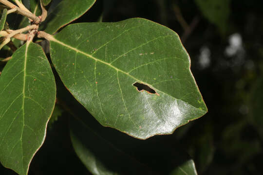 Image of Quercus oleoides Schltdl. & Cham.