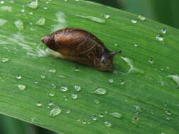 Image of pfeifers amber snail