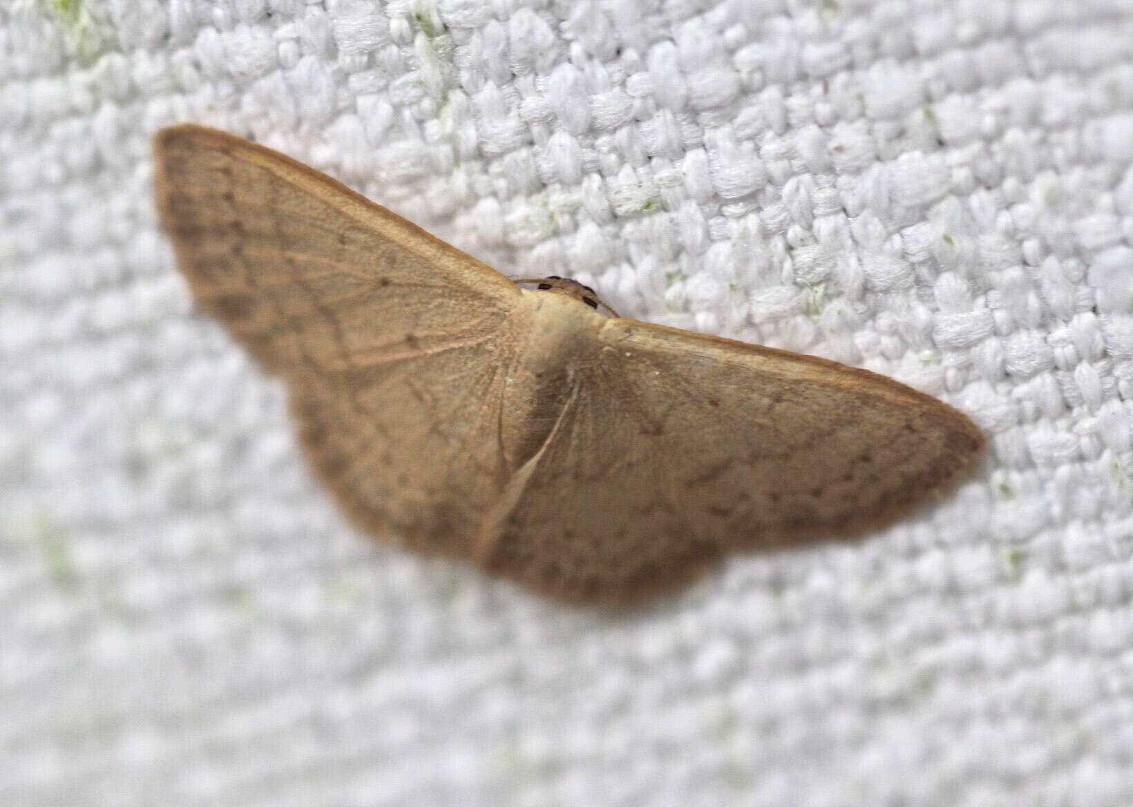 صورة Idaea uniformis Warren 1896